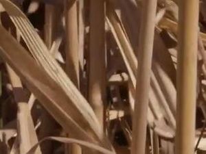 Video: Kenalin, Rumput Ini Bisa Menghangatkan Satu Desa