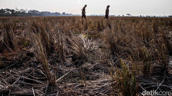 Sawah Bekasi Mengering, Petani Terancam Gagal Panen di Tengah Kemarau Panjang