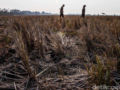 Sawah Bekasi Mengering, Petani Terancam Gagal Panen di Tengah Kemarau Panjang