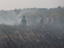 Way Kambas Belum Padam, Titik Api Baru Kembali Muncul