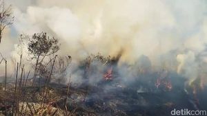 Hutan TNBTS Jalur Pendakian Semeru Terbakar