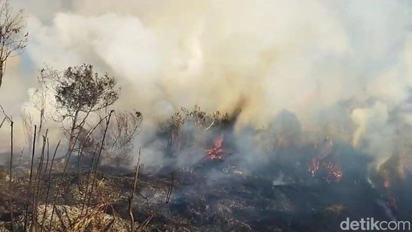 Hutan TNBTS Jalur Pendakian Semeru Terbakar