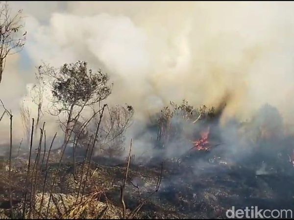 Hutan TNBTS Jalur Pendakian Semeru Terbakar
