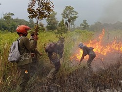 Titik Api Baru Kembali Muncul di Taman Nasional Way Kambas!