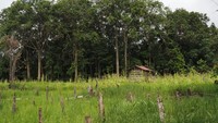 Melihat Tradisi Dayak Iban Menggunakan Api untuk Berladang, Bukan Asal-asalan Bakar