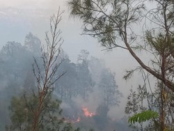 Video Kebakaran TNBTS Lumajang Kian Meluas! 160 Hektar Hutan Hangus Terbakar