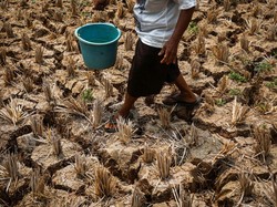 BMKG: Awal September Masih Panas dan Kering, 4 Wilayah Ini Sempat Capai Suhu 36°C