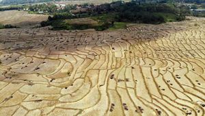 Kemarau Memuncak, Hamparan Sawah di Bogor Mengering