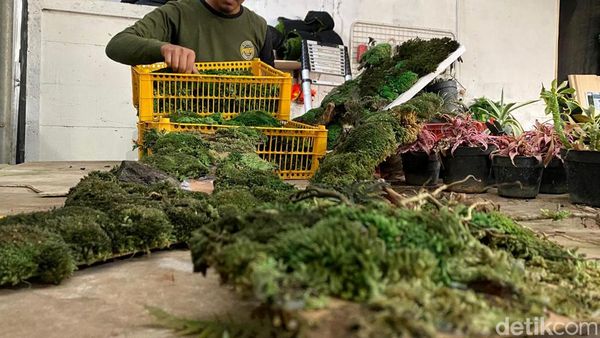 Lumut Jadi Karya Seni Bernilai Jutaan, Ini Kreasi Warga Kota Batu