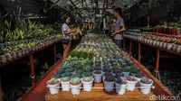 Berburu Tanaman Hias di Pameran Flona 2026 Lapangan Banteng