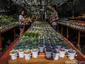 Berburu Tanaman Hias di Pameran Flona 2026 Lapangan Banteng