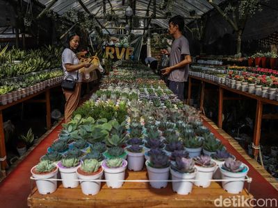 Berburu Tanaman Hias di Pameran Flona 2026 Lapangan Banteng