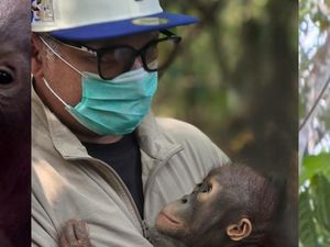 Gading Marten Adopsi Anak Orangutan Kalimantan, Diberi Nama Baby Selfie
