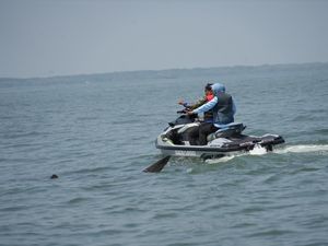 Hiu Paus di Muara Sungai Porong Bisa Mendongkrak Wisata Bahari Sidoarjo