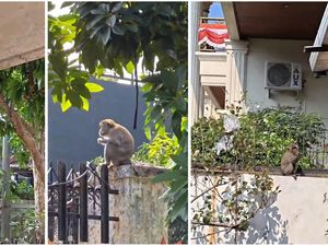 Puluhan Monyet Turun dari Hutan Kera, Berkeliaran di Rumah Warga Lampung