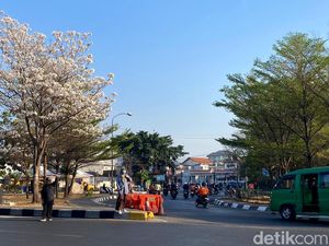 Pesona Sakura Putih di Bundaran Cibiru Bandung Curi Perhatian
