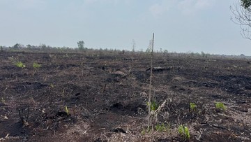https://akcdn.detik.net.id/community/media/visual/2026/08/29/polres-bengkalis-tetapkan-1-tersangka-kasus-karhutla-dan-perambahan-hutan-1787987779820_169.jpeg?w=360&q=90