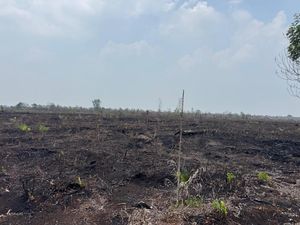 BMKG Prediksi Hujan Sedang Akan Guyur Sejumlah Provinsi Terdampak Karhutla