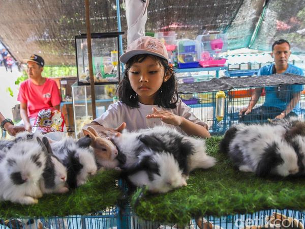 Serunya Melihat dan Memberi Makan Hewan di Flona 2026