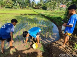Berburu Ikan Gabus di Ciamis, Hobi Seru yang Menghasilkan