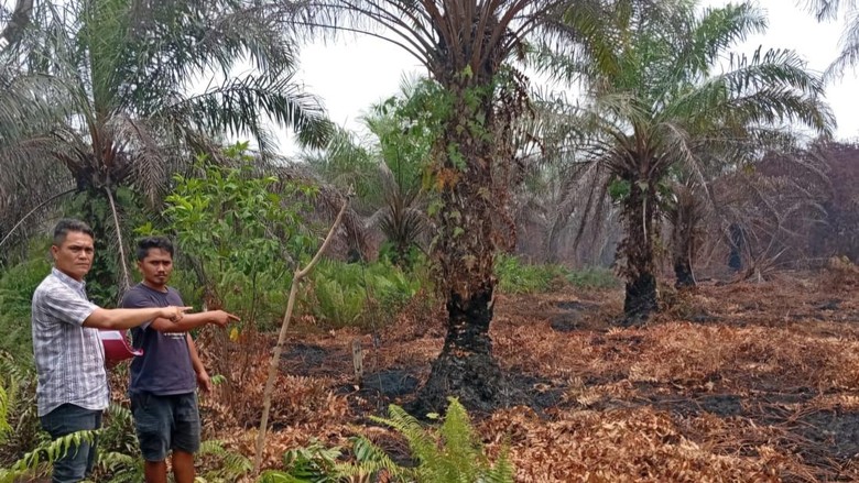 Buntut Karhutla di Buluh Apo Bengkalis, Pemilik Lahan Sawit Jadi Tersangka