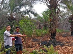 Buntut Karhutla di Buluh Apo Bengkalis, Pemilik Lahan Sawit Jadi Tersangka