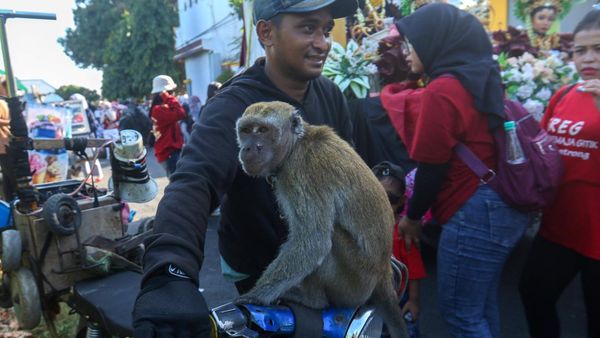 Monyet Dipaksa Beratraksi, Praktik Topeng Monyet Masih Menjamur di Banyuwangi