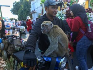 Monyet Dipaksa Beratraksi, Praktik Topeng Monyet Masih Menjamur di Banyuwangi