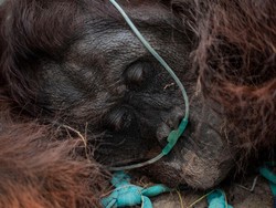 Kematian Orang Utan Sempurna Tuai Sorotan Tajam Senayan