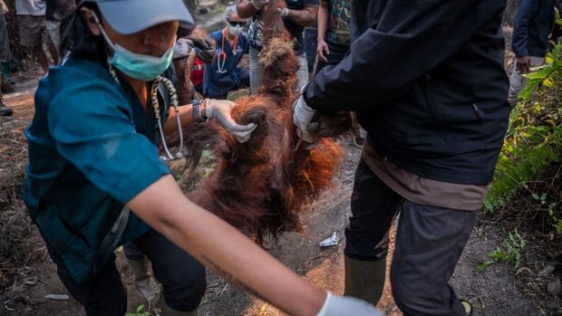 Orang utan di Ketapang dievakuasi dari kebun warga karena terpapar asap karhutla. (dok YIARI)
