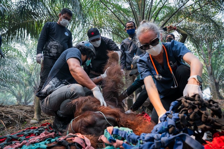 Kena Asap Karhutla, Orang Utan Tak Sadarkan Diri di Kebun Warga Ketapang