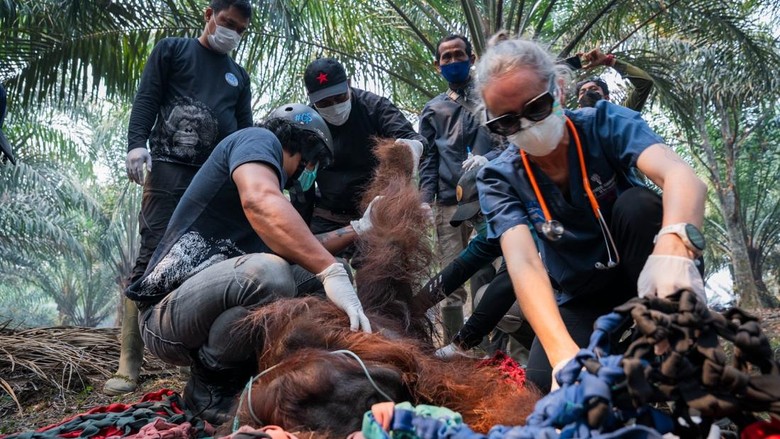 Begini Kondisi Orang Utan yang Tergeletak di Kebun Usai Kena Asap Karhutla