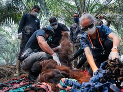 Kena Asap Karhutla, Orang Utan Tak Sadarkan Diri di Kebun Warga Ketapang