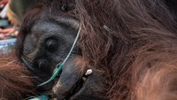 Terpapar Asap Karhutla, Orang Utan Ambruk di Kebun Warga Ketapang