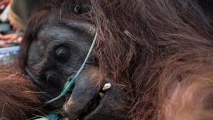 Orangutan Sampurna Lolos dari Kebakaran, Kini Berjuang Pulihkan Pernapasan