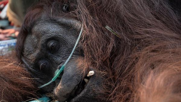 Orangutan Sampurna Lolos dari Kebakaran, Kini Berjuang Pulihkan Pernapasan