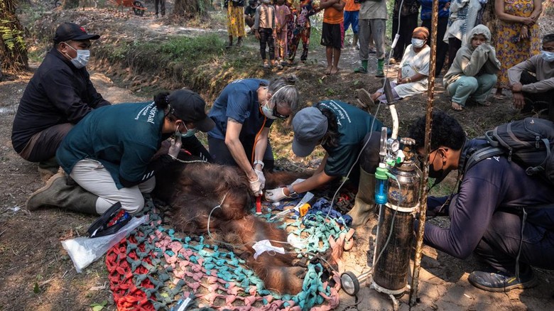 Video: Momen Orangutan Diselamatkan Usai Kebakaran Hutan di Kalimantan