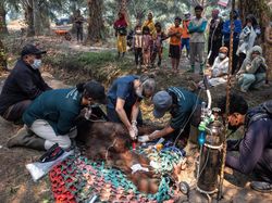 Video: Momen Orangutan Diselamatkan Usai Kebakaran Hutan di Kalimantan