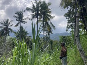 Dampak Panjang TPA Sente meski Telah Ditutup: Panen Petani Belum Pulih