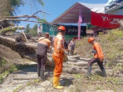 Pohon Tumbang Timpa Ruko di Buleleng, Kerugian Rp 75 Juta