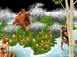 Malapetaka Karhutla di Pulau Paru-paru Dunia