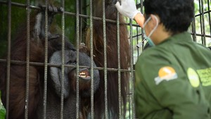 Karhutla Dekat Kandang Mereda, Kondisi Orang Utan Ambon Sehat