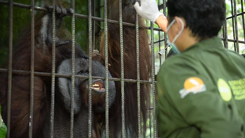 Karhutla Dekat Kandang Mereda, Kondisi Orang Utan Ambon Sehat