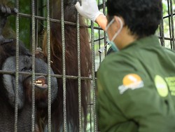 Karhutla Dekat Kandang Mereda, Kondisi Orang Utan Ambon Sehat