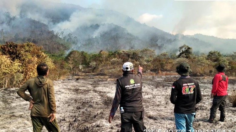 50 Hektare Lahan di Luwu Terbakar, Api Sudah Sebulan Belum Padam