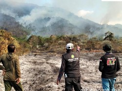50 Hektare Lahan di Luwu Terbakar, Api Sudah Sebulan Belum Padam