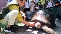 4 Kura-kura Aldabra Koleksi Satwa Baru Kebun Binatang Surabaya