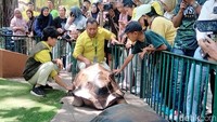 Kura-kura Aldabra Jadi Koleksi Baru KBS, Si Jantan Berbobot 109 Kg