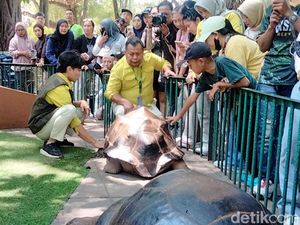 Kura-kura Aldabra Jadi Koleksi Baru KBS, Si Jantan Berbobot 109 Kg