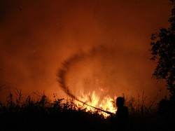 Menhut Larang Keras Lokasi Bekas Karhutla Ditanami Sawit
